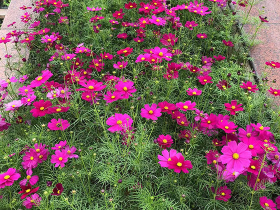 衡水仿真花手工/鲜花绿植,租赁公司植物摆设,多年的行业沉淀